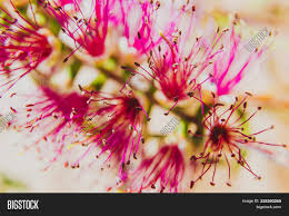 Tubular flowers in red, pink, purple, or white will be sure to attract butterflies and hummingbirds to your garden. Native Australian Image Photo Free Trial Bigstock