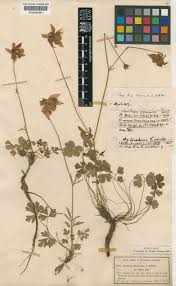Aquilegia einseleana F.W.Schultz | Plants of the World Online | Kew ...