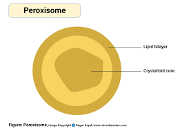 All eukaryotes are comprised of one or more cells that contain peroxisomes. Animal Cell Definition Structure Parts Functions And Diagram