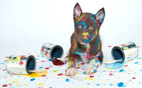 Papéis de Parede Cachorro jogar tinta, colorido 2880x1800 HD imagem