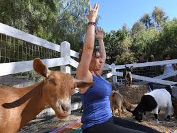 fitness craze yoga with goats takes us