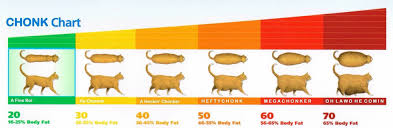 Chonk Chart All Animals Applicable Album On Imgur