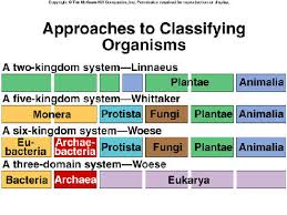Classification Of Organisms