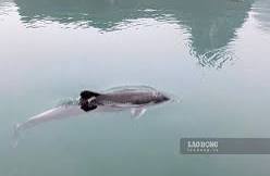 Xuất hiện cá heo bơi giữa lòng vịnh Hạ Long