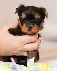 I hope th kids won,t regret. Yorkie Poo Puppies For Yorkie Puppie For Sale Near By Facebook