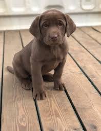 We have distinct pups that we are raising to 8 weeks old and right now we have a few litters; Labrador Puppies Under 100 For Sale United States Pets 1