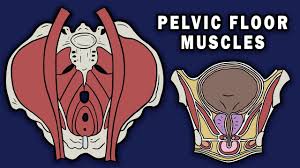 pelvic floor muscles you