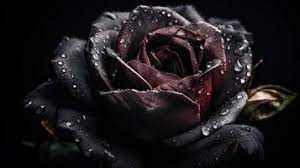 black rose stock photos images and