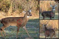 82 Best Shot Placement And Anatomy Where To Shoot A Deer
