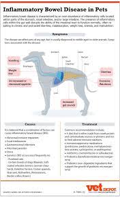 an in depth look at ibd in dogs cats