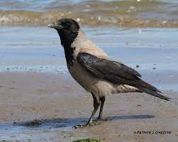 Raw Birds: HOODED CROW or GREY CROW (Corvus cornix) South Strand, Skerries,  Fingal, Co. Dublin, Ireland