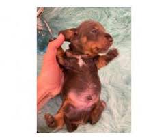 Brantley is a sweet and happy aca mini dachshund puppy. Dachshund Puppy For Sale By Ownerflorida Puppies For Sale Near Me