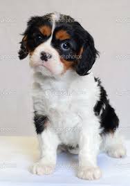 tri color cavalier king charles puppy