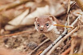 get rid of weasels indefinitely