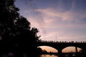 congress avenue bridge bat watching