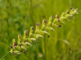 Grasses And Sedges British Flora