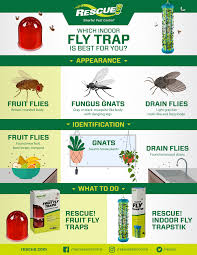 fruit flies gnats or drain flies