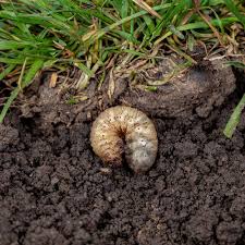 how to get rid of grubs the