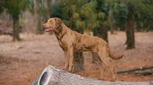 How much does a chesapeake bay retreiver cost? Chesapeake Bay Retriever Vs Labrador Retriever Differences More