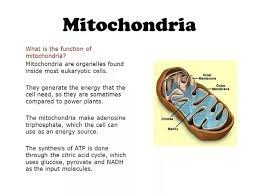 The function and mechanism of these mitochondrial transfer are still unclear. In Cellular Respiration What Is The Role Of Mitochondria Quora