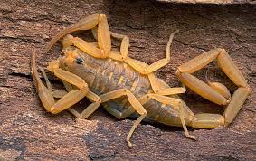 In business since 1982, do it yourself pest control has been the #1 seller of pest control products online since 1996. Blog Five Effective Ways To Keep Scorpions Away From Your Greater Phoenix Area Home