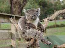 ¿Qué significa koala en psicologia?