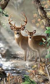 deer hunting hd phone wallpaper peakpx