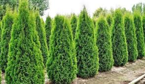How To Grow And Care For Your Emerald Green Arborvitae