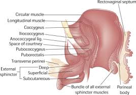 pelvic floor anatomy and pathology