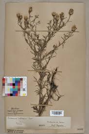 Centaurea valesiaca - Wikispecies