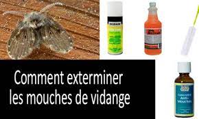 les mouches de vidange