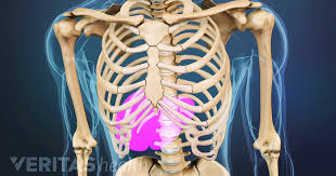 That is, they are located behind the smooth peritoneal lining of the they are just below the rib cage. Lower Left Back Pain From Internal Organs