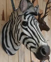 zebra head african wild animal wall