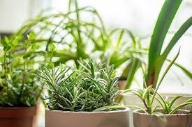 tips to grow an indoor herb garden that