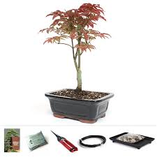 dwarf anese red maple bonsai starter