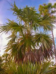 How To Identify Palm Trees On Island