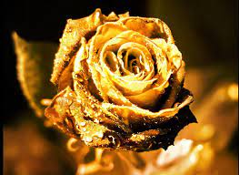 magical golden rose pretty lovely