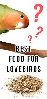 What Do Lovebirds Eat The Best Food For Lovebirds