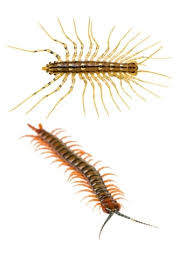 get rid of millipedes centipedes