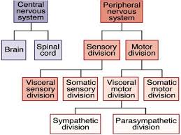 Anatomical Divisions Of Cns Peripheral Nervous System