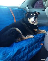 Pet Seat Covers Archives Miss Molly Says