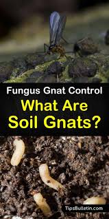 eliminate gnats in the soil