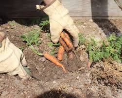 growing carrots for winter harvest