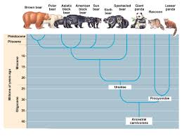 The Evolution Of Bear Species Bears In Mind