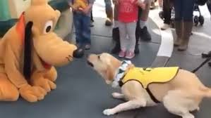 Service dog in training goes wild over chance to meet Pluto in Disneyland