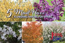 5 Must Flowering Shrubs For Spring