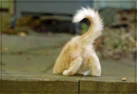 We did not find results for: Understanding Your Cat S Body Language The Tail Life With Cerebellar Hypoplasia Cats