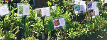 may 18th master gardener plant