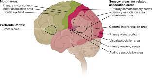 somatosensory cortex function