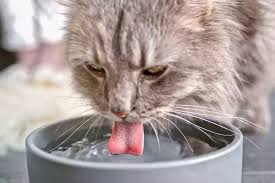 is my cat drinking too much water in